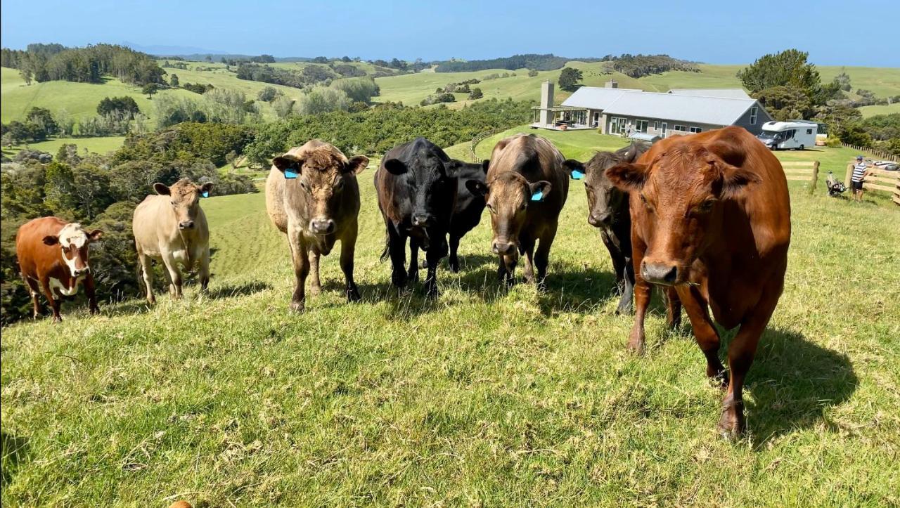 Kauri Glen Bnb Te Arai Экстерьер фото